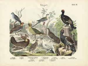 Birds